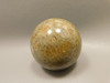 Petrified Palm Wood Sphere 2 inch Stone Fossil Indonesia #O30