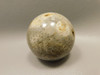 Petrified Palm Wood Sphere 2 inch Stone Fossil Indonesia #O30