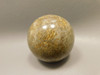 Petrified Palm Wood Sphere 2 inch Stone Fossil Indonesia #O30