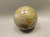 Petrified Palm Wood Sphere 2 inch Stone Fossil Indonesia #O30