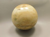 Petrified Wood Golden Oak 4 inch Stone Sphere Fossil Oregon #Og1L2