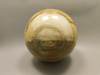 Petrified Wood Golden Oak 4 inch Stone Sphere Fossil Oregon #Og1L2