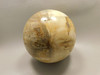 Petrified Wood Golden Oak 4 inch Stone Sphere Fossil Oregon #Og1L2