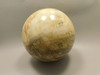 Petrified Wood Golden Oak 4 inch Stone Sphere Fossil Oregon #Og1L2