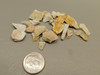 Spenser Opal Unpolished Stone CHIPS Iridescent Small Rock
