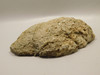 Agate Polished Waterline Stone Collector Rock Idaho #O2