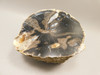 Eden Valley Petrified Wood Polished Round Stand Up Wyoming #O6