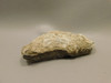 Petoskey Stone Unpolished Rough Rock Fossil Michigan #O1