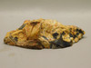 Petrified Peanut Wood Fossil .94 lbs. Lapidary Rough Rock #O11