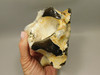 English Flint with Cortex Knapping Stone Rough Rock England #O1