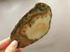 Owls Hole Agate Polished Stone Slab Sagenite Rock California #O10
