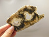 Graveyard Point Plume Agate Stone Slab Unpolished Rock Oregon #O6