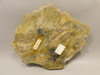 Petrified Wood Polished Stone Slab Henry Mountain Utah #O188-12