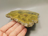 Petrified Wood Polished Stone Slab Henry Mountain Utah #O188-12