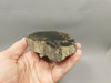 Petrified Wood Polished Round Rock  Circle Cliffs Utah #O141-175