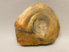 Petrified Wood Polished Stone Round Saddle Mountain Washington #O42
