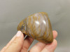 Petrified Wood Tumbled Polished Stone Grassy Mountain Oregon #O10