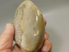 Petrified Palm Wood Large Tumbled Polished Fossil Louisiana #O12