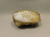 Petrified Wood Polished Round Stump Rock Grassy Mountain Oregon #O100