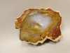 Petrified Wood Polished Round Rock Grassy Mountain Oregon #O101