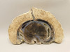 Eden Valley Petrified Wood Polished Round Wyoming #O8