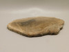 Agatized Whale Bone Fossilized Petrified Polished Rock Slab #O100