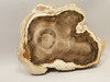 Petrified Wood Polished Round Yakima Canyon, WA #O134-68