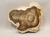 Petrified Wood Polished Round Yakima Canyon, WA #O134-68