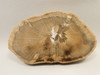 Petrified Wood Schilderia Round Polished Slab 6 inch Arizona #O2124-1