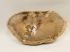 Petrified Wood Schilderia Round Polished Slab 6 inch Arizona #O2124-1