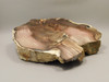 Petrified Wood Polished Rock 8 inch Cherry Creek Nevada #O194-50