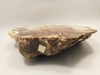 Petrified Wood Polished Rock 8 inch Cherry Creek Nevada #O194-50