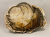 Petrified Wood Polished Rock Round Saddle Mountain Washington #O109