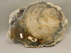 Petrified Wood Polished Rock Round Saddle Mountain Washington #O109