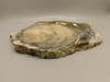 Petrified Wood Polished Rock Round Saddle Mountain Washington #O109