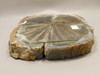 Eden Valley Petrified Wood Blue Forest Wyoming Polished Round #O9