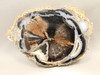 Eden Valley Petrified Wood Blue Forest Wyoming Polished Round #O10
