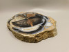 Eden Valley Petrified Wood Blue Forest Wyoming Polished Round #O10