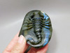 Scorpion Figurine Animal Carving Labradorite Polished Rock #O11