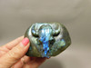 Steer Skull Western Decor Cow Labradorite Stone 3.4 inch Cowboy #O106