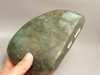 Steer Skull Western Figurine Labradorite Cowboy 5.5 inch Carving #O133