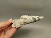 Agatized Coral Polished Geode Fossilized Rock Florida #O1