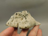 Agatized Coral Polished Geode Fossilized Rock Florida #O2