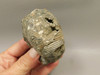 Ammonite Fossil 3.1 inch Late Cretaceous Pierre Shale Montana  #O100