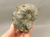 Ammonite Fossil 3.1 inch Late Cretaceous Pierre Shale Montana  #O100