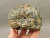 Ammonite Fossil 3.1 inch Late Cretaceous Pierre Shale Montana  #O100