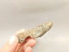 Priday Agate Thunderegg Richardson Ranch Polished Rock #O6