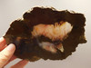 Priday Agate Thunderegg Richardson Ranch Polished Stone Slab #O12