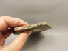 Priday Agate Thunderegg Richardson Ranch Polished Stone Slab #O12