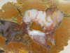 Priday Agate Thunderegg Richardson Ranch Polished Stone Slab #O12
